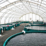 Aquaculture and Fish Farming