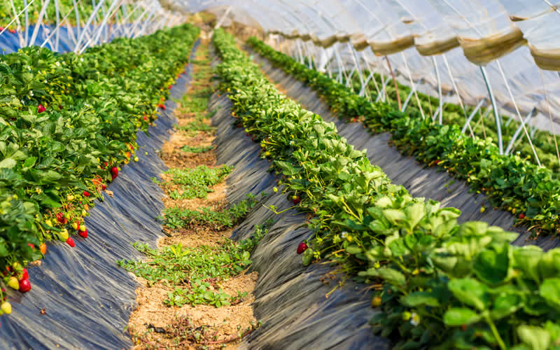 fruits farming