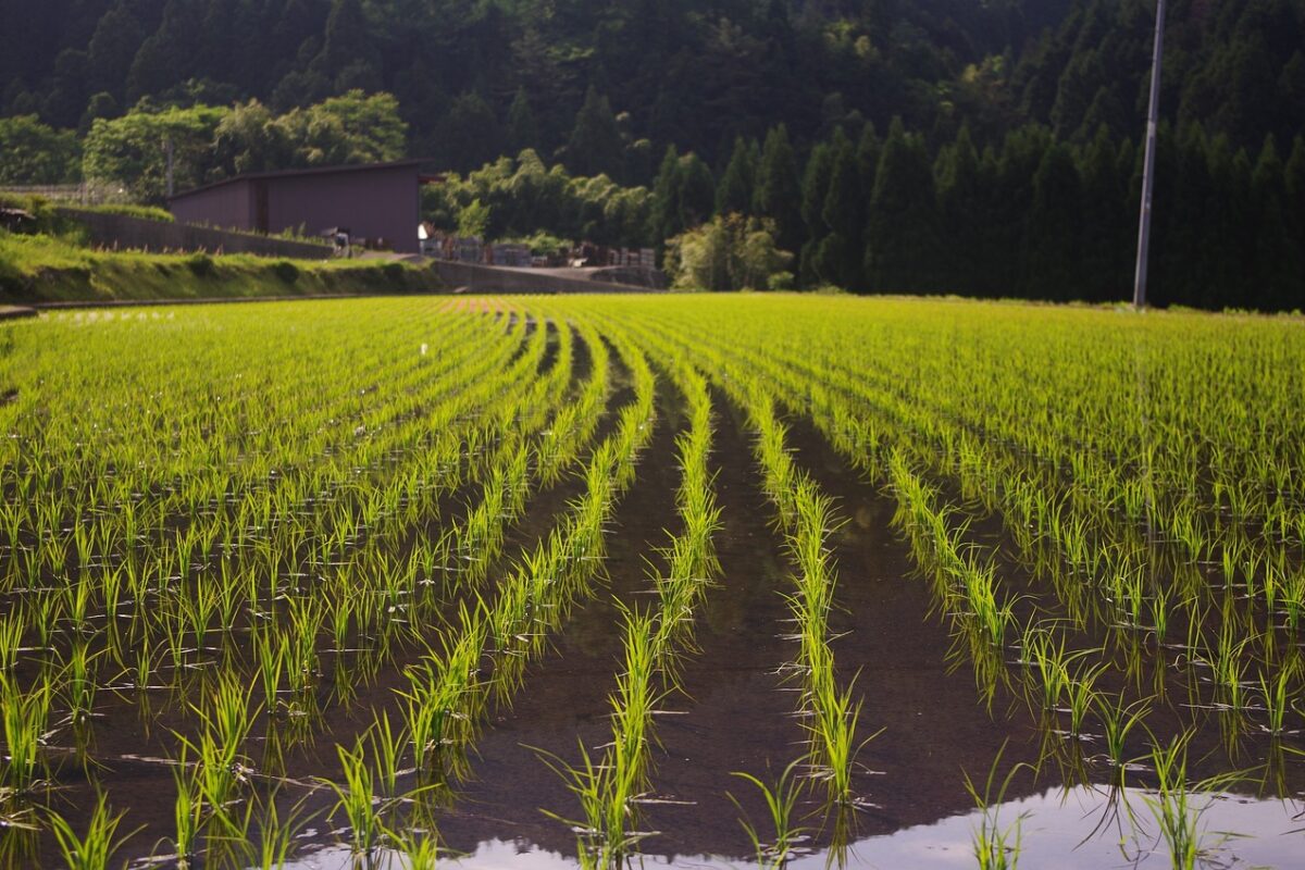 organic farming in Thailand