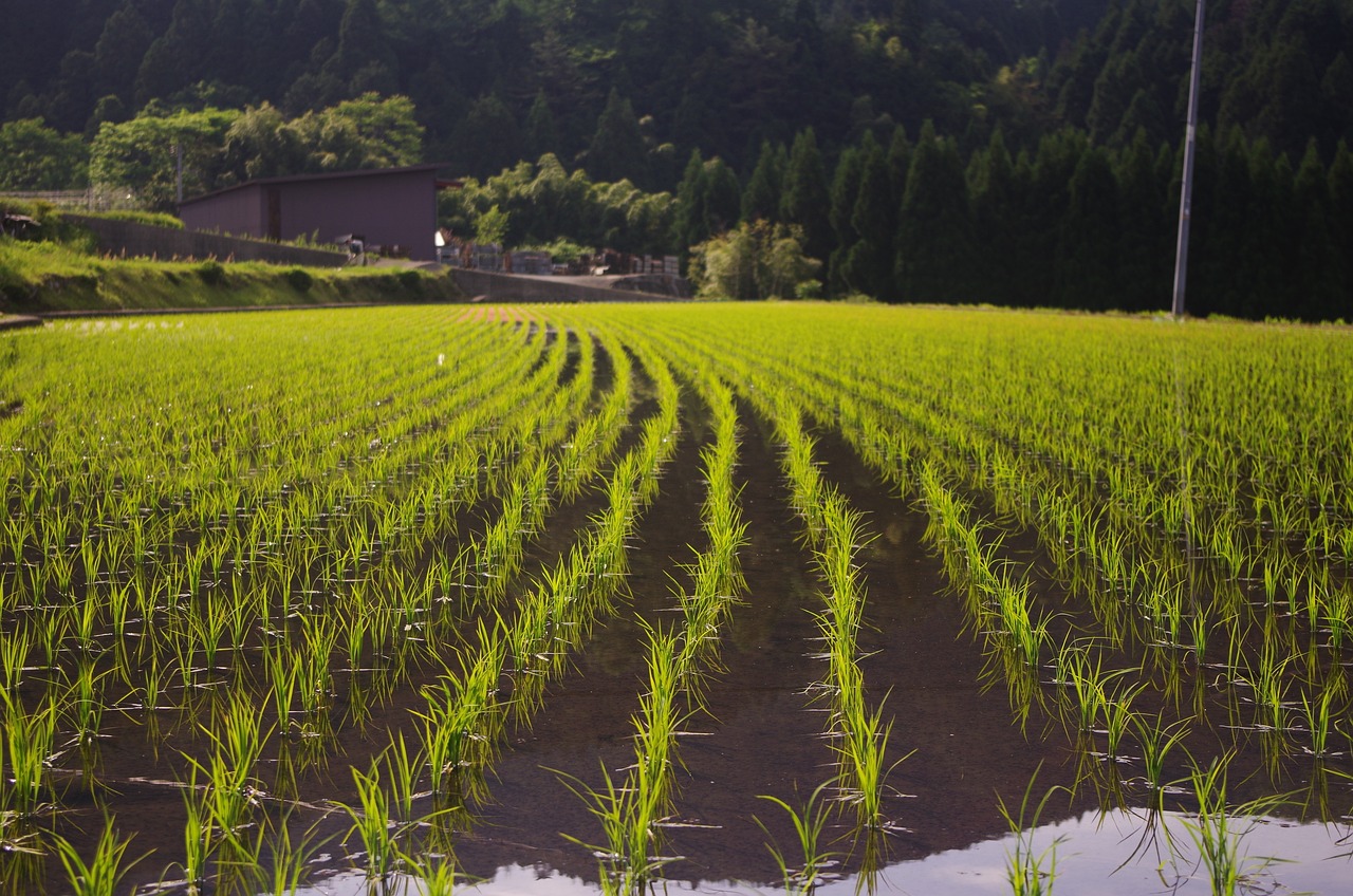 organic farming in Thailand