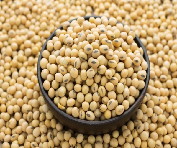 SoyBean