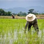 Farming in Thailand